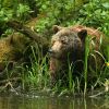 Braunbär Balou - BÄRENWALD Müritz