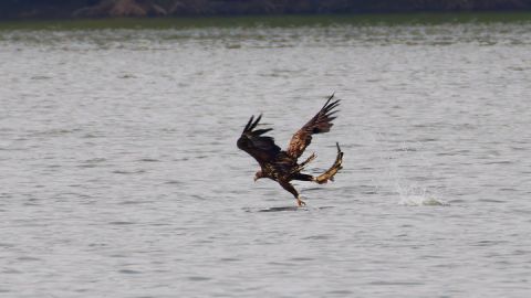 Seeadler mit Fisch